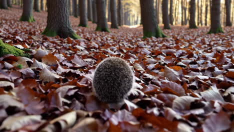 hedgehog in autumn forest