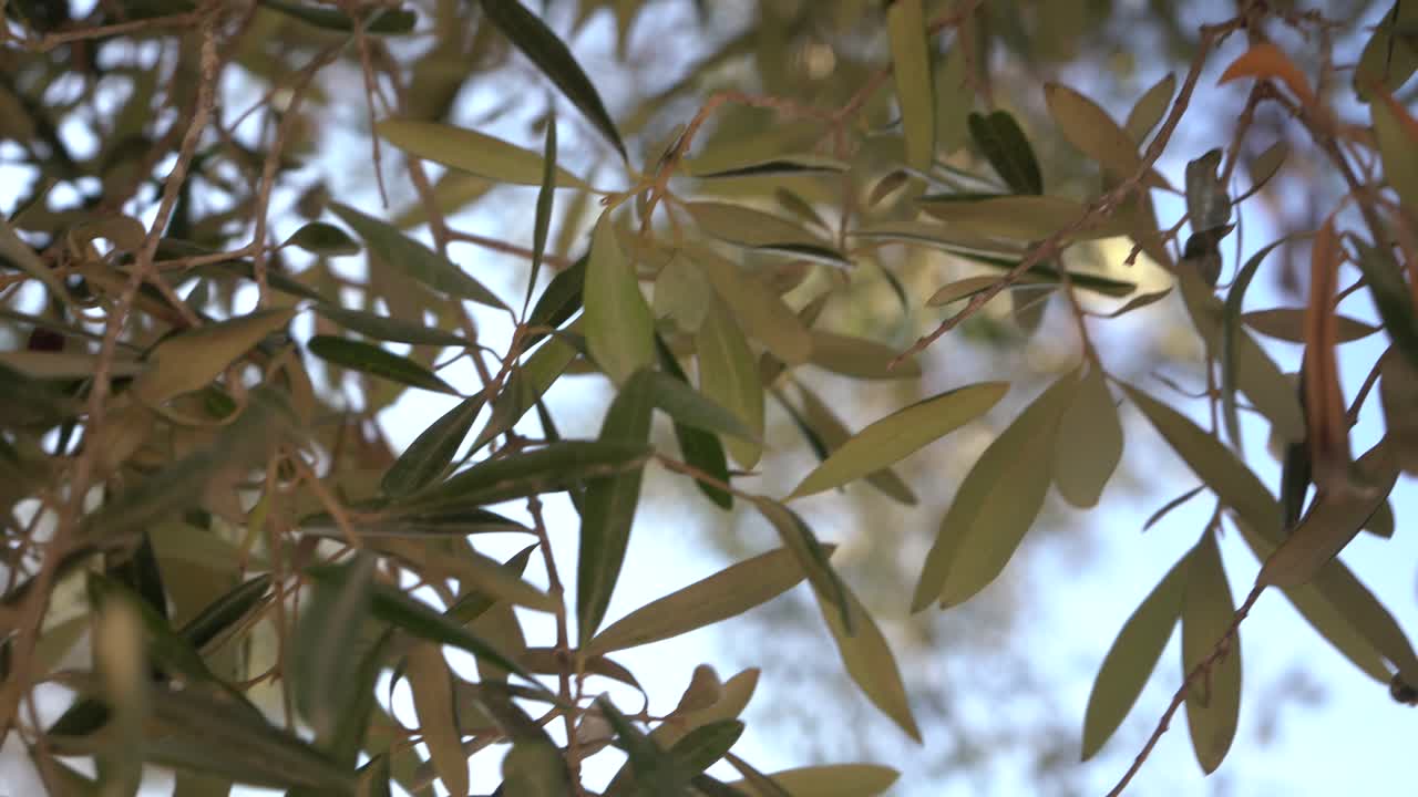 녹색 나무 가지 이스라엘 올리브