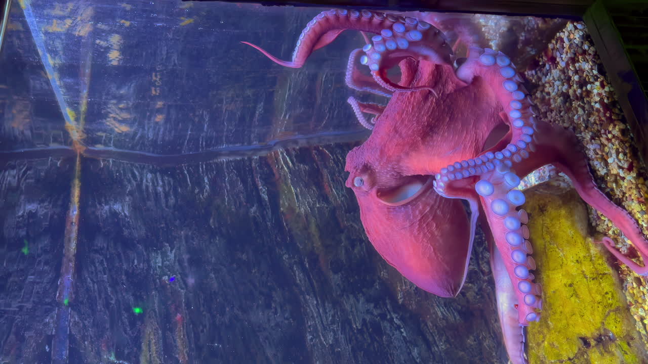 Vertical screen of a purple pink octopus moving underwater