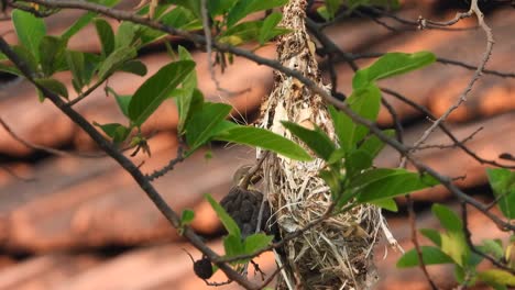 Beautiful-Hummingbird---making-nest-