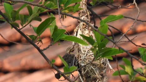 hermoso colibrí haciendo nido