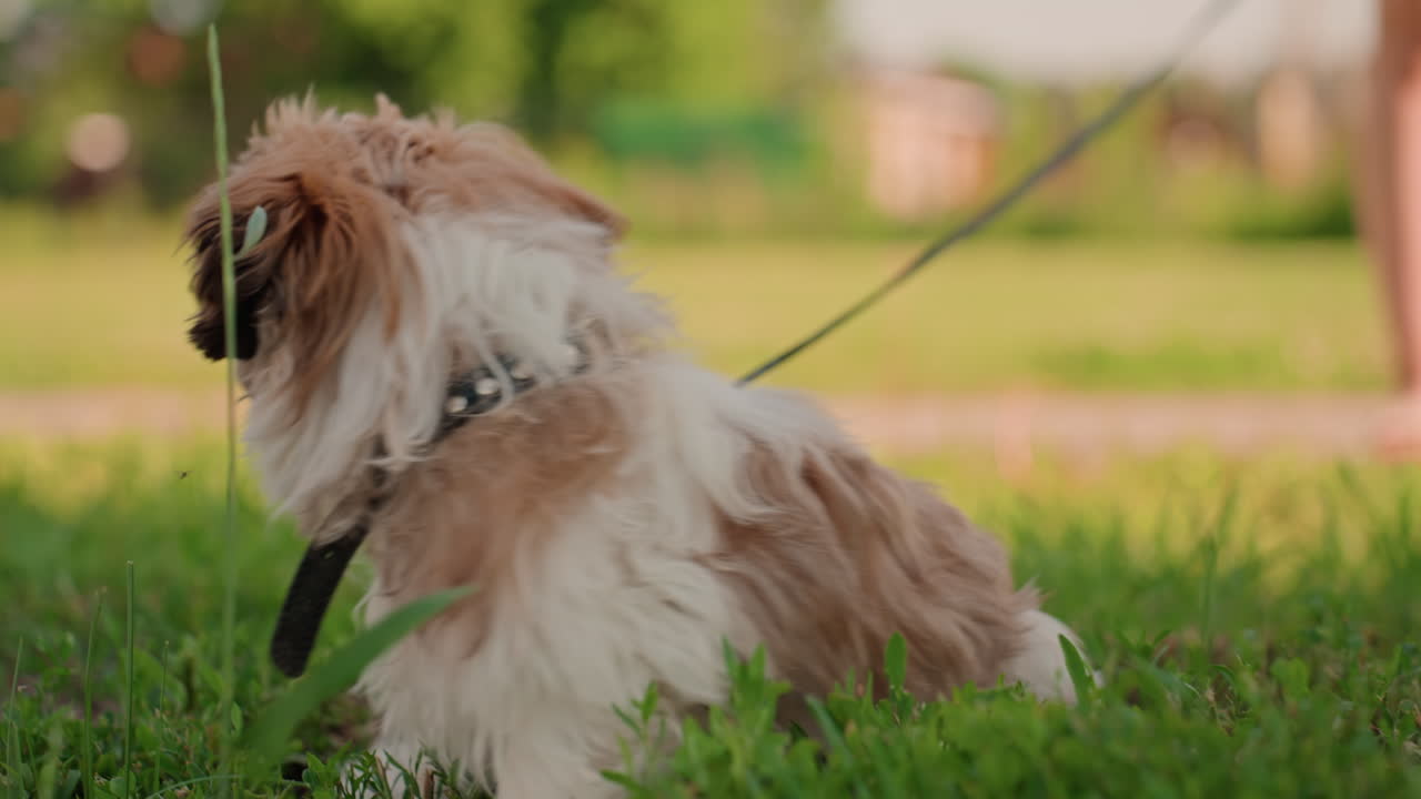 Puppy In Sunny Park Scene, Small Dog Strolling Through Sunlit Grassy Area, Profile Of Fluffy Puppy Amidst Bright Park Setting, Gentle Canine Seen From Side In Sunny Park With Trees