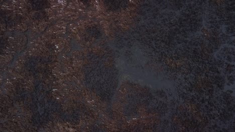 vista de pájaro de las tierras pantanosas de los ríos invernales con aguas oscuras y frías y pastos nevados