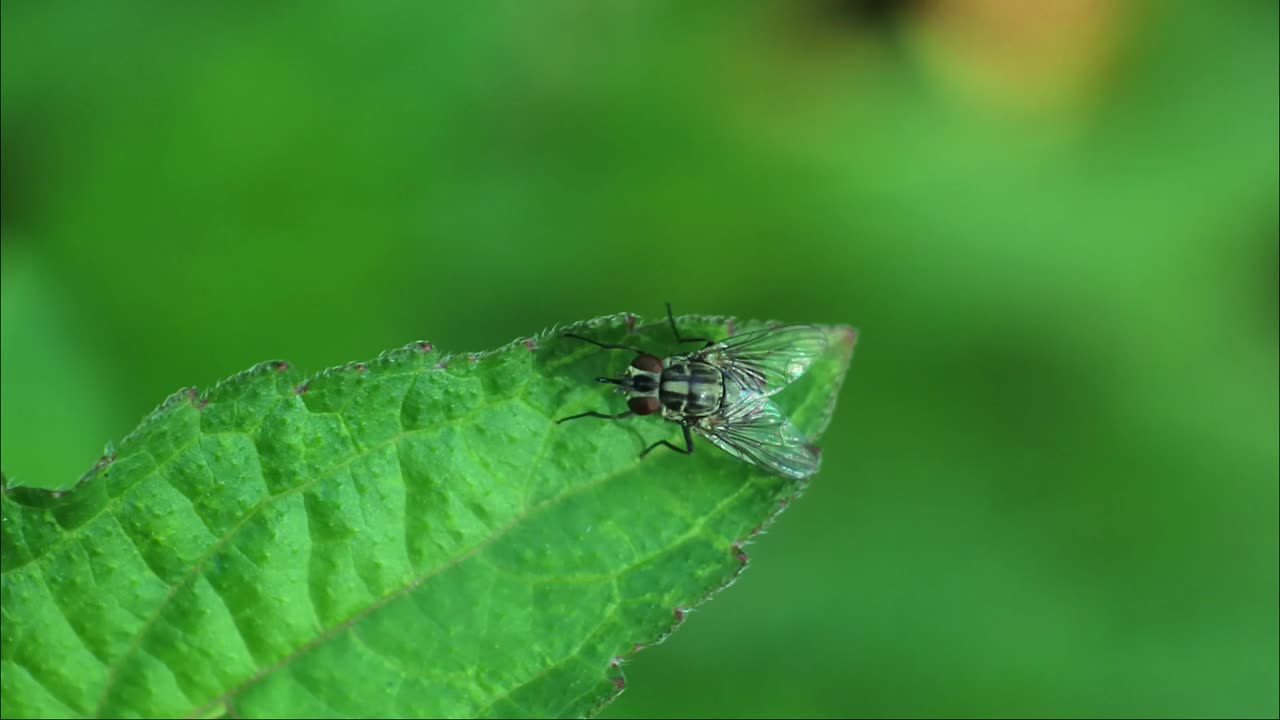 비행 곤충 hd 비디오. 검은 파리 영상