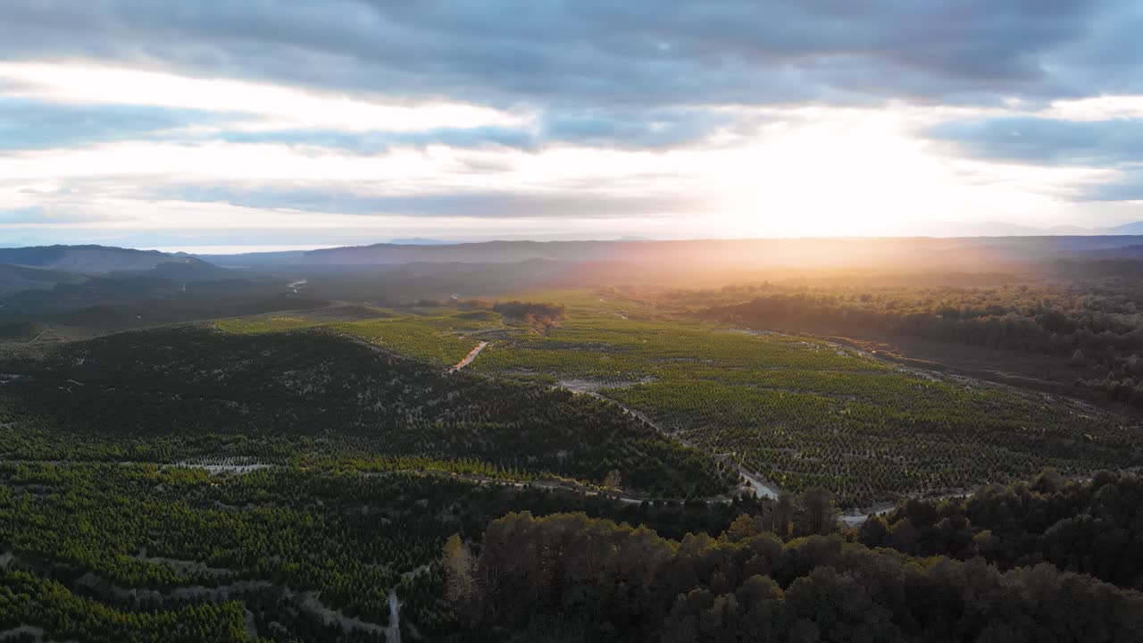 drone aéreo volando lentamente sobre un bosque de plantación verde