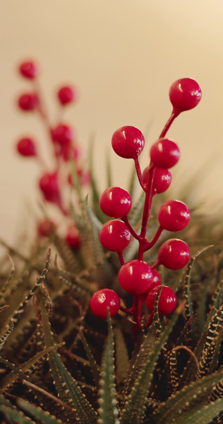 Bacche rosse decorative in una pianta grassa in vaso