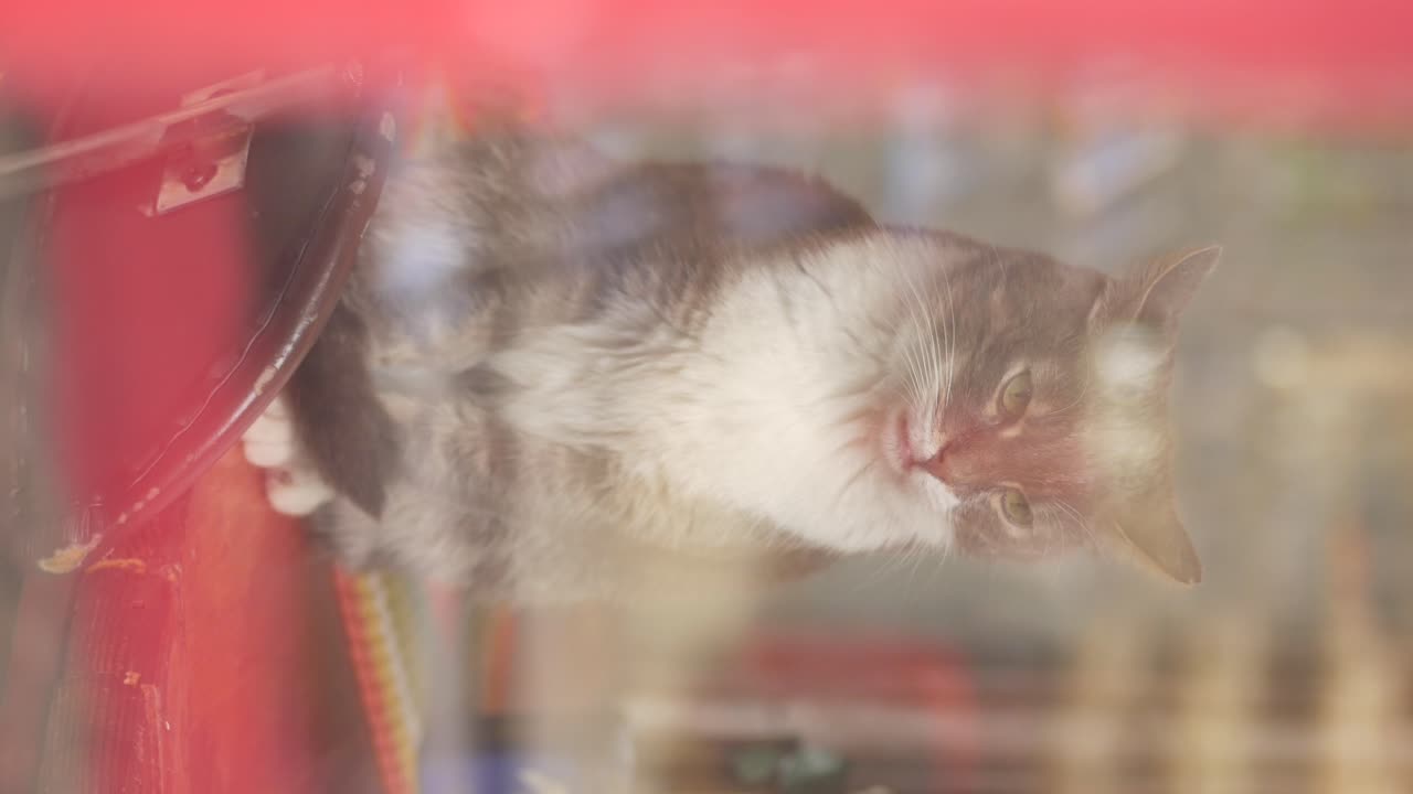 Cat Looking Through a Window