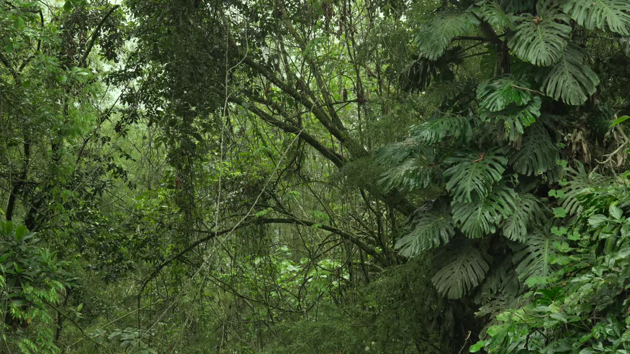 Tropical rainforest luxuriant forest wet subtropical uplands lowlands Colombia
