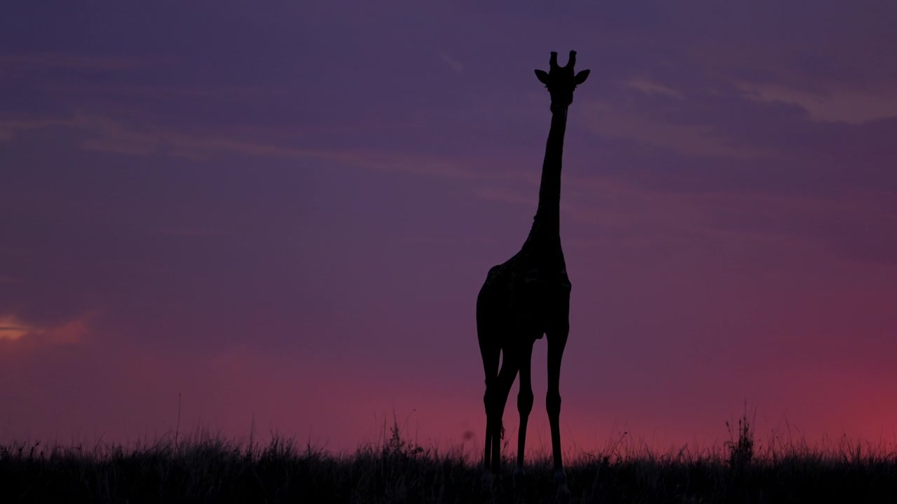 Et fantastisk afrikansk solnedgangslandskap med en silhuett av en vill sjiraff i sitt naturlige habitat