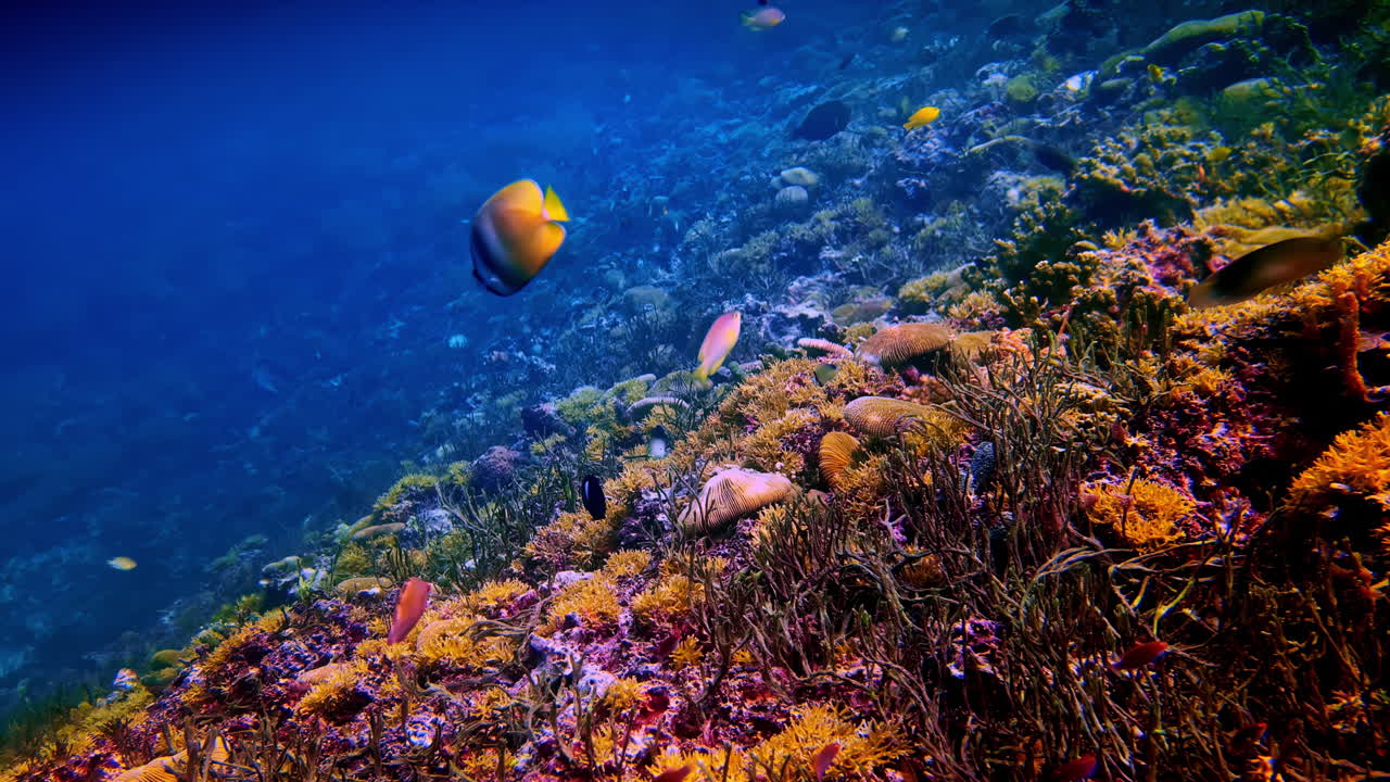 An underwater shot from a scuba dive in Bali captures a beautiful yellow butterflyfish swimming in deep blue water above a colorful and diverse coral reef ecosystem teeming with marine life.