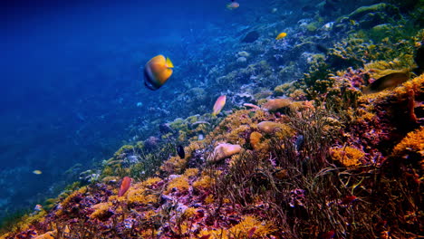 an underwater shot from a scuba dive in bali captures a beautiful yellow butterflyfish swimming in deep blue water above a colorful and diverse coral reef ecosystem teeming with marine life.