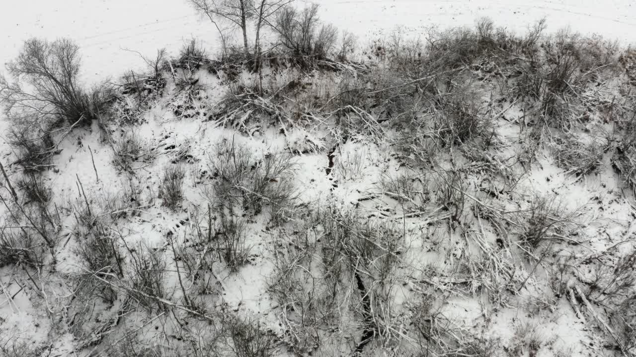 Aerial view of fallen trees and untouched land in countryside. Winter season with snow covered ground. Small fox roaming through bushes and branches.