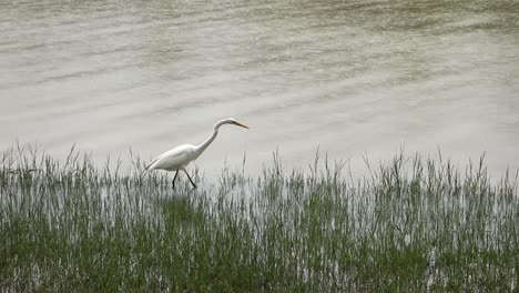 great egret, ardea alba, aka the common egret, looking for food by the lake