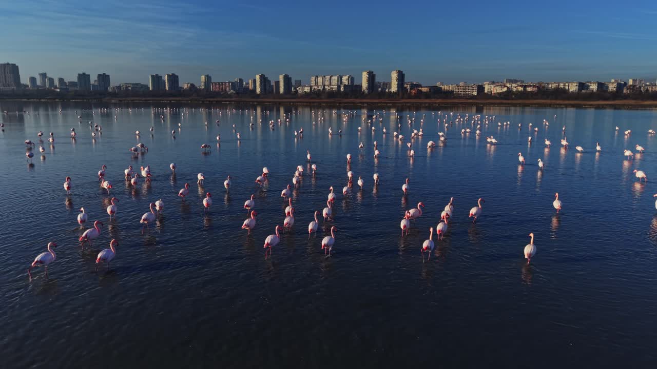Flamingos standing in water with buildings in the background