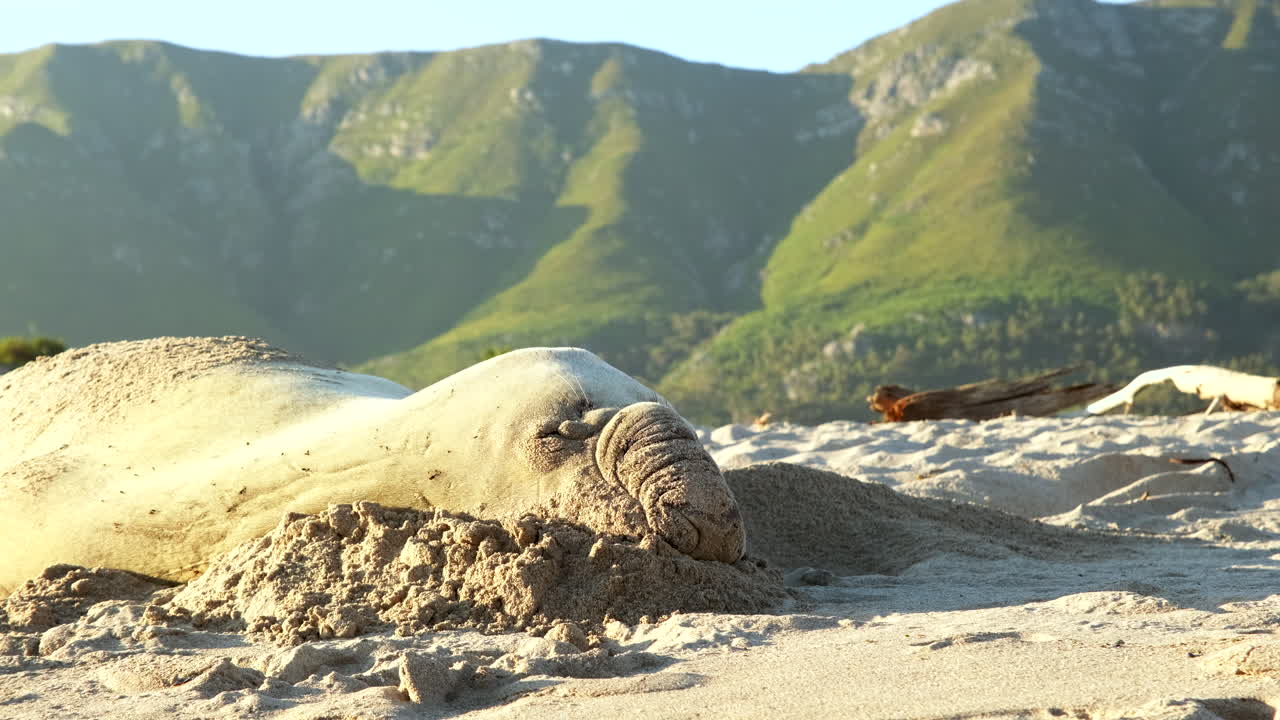 Southern Elephant Seal rests comfortably on famous Onrus beach for annual moult