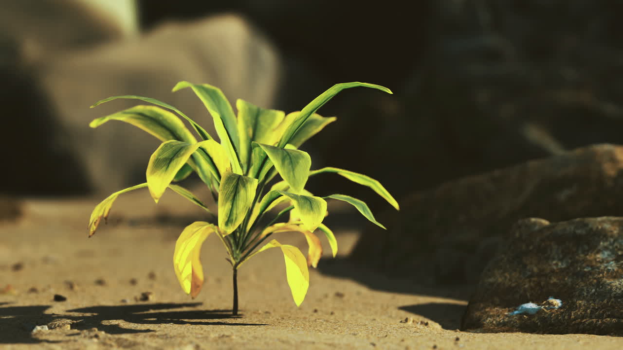 Green plant growing on sandy soil beside rocks in bright sunlight