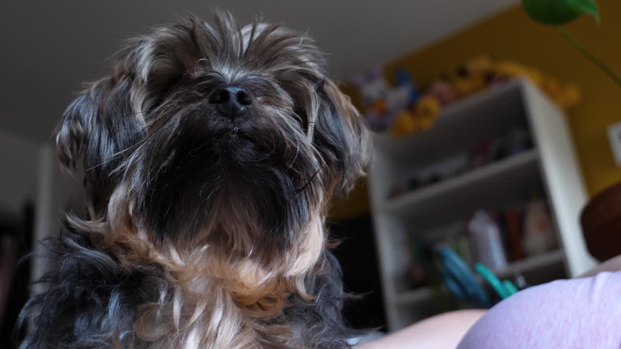 낮은 각도의 개 - 여자에게 누워 있는 침실에 있는 요키 - 슬로우 모션으로 주위를 둘러보다