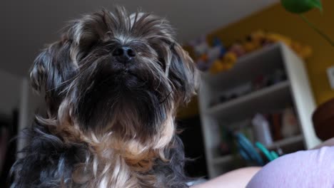 perro de ángulo bajo - yorkie en el dormitorio acostado sobre una mujer - mirando alrededor en cámara lenta