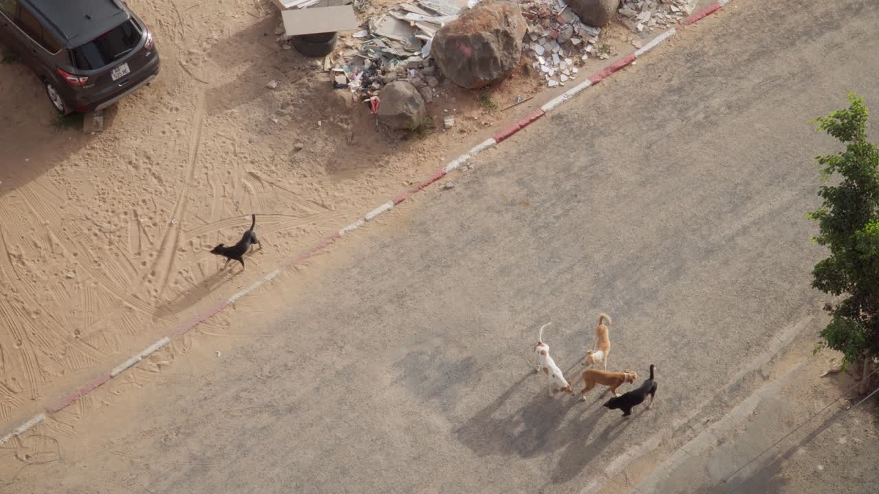 Cani randagi che vagano per le strade a Dakar, Africa occidentale