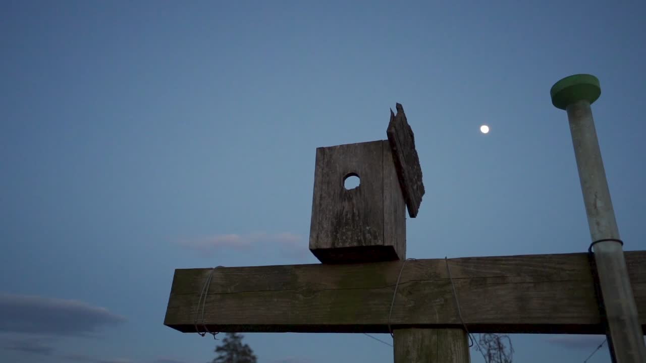 A birdhouse against the evening sky. The moon is rising behind it.
