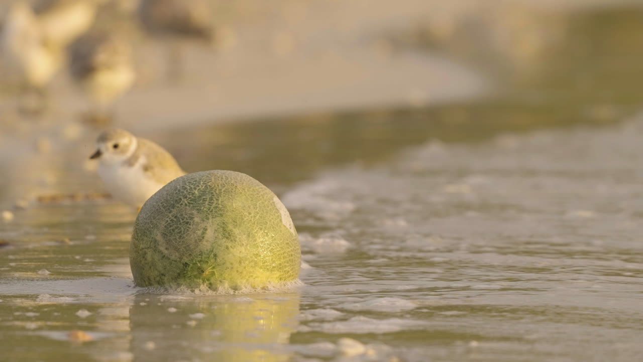 Coconut in Sand with Shore Waves and Piping Plovers