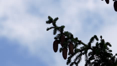 pine tree branches against a cloudy sky, with a focus on several large cones