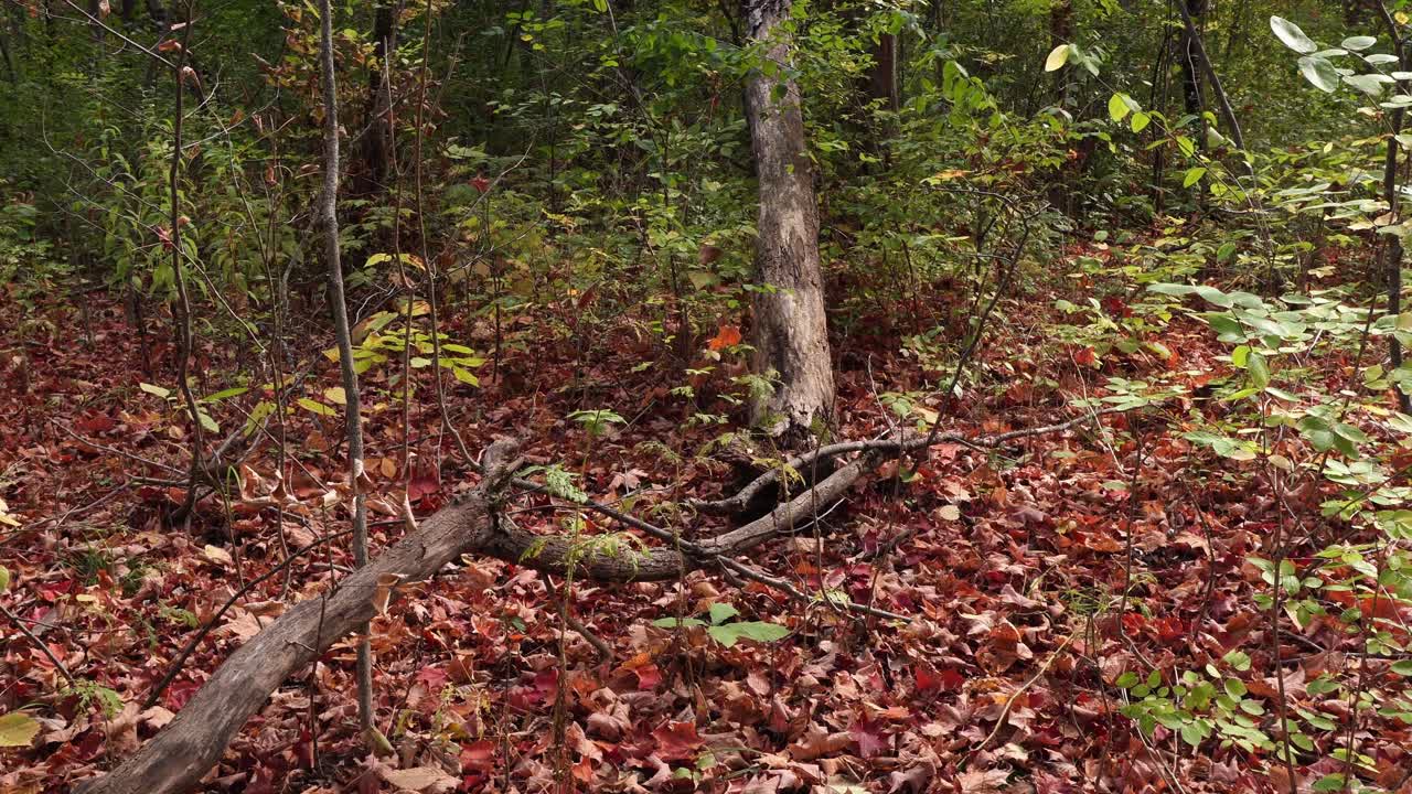 Lo scoiattolo agile si muove rapidamente lungo il ramo morto prima di scomparire. Il tutto si svolge in una splendida scena autunnale, con molte foglie rosse cadute che ricoprono il terreno.