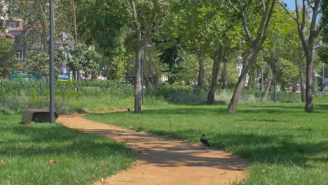 city park scene with path and trees