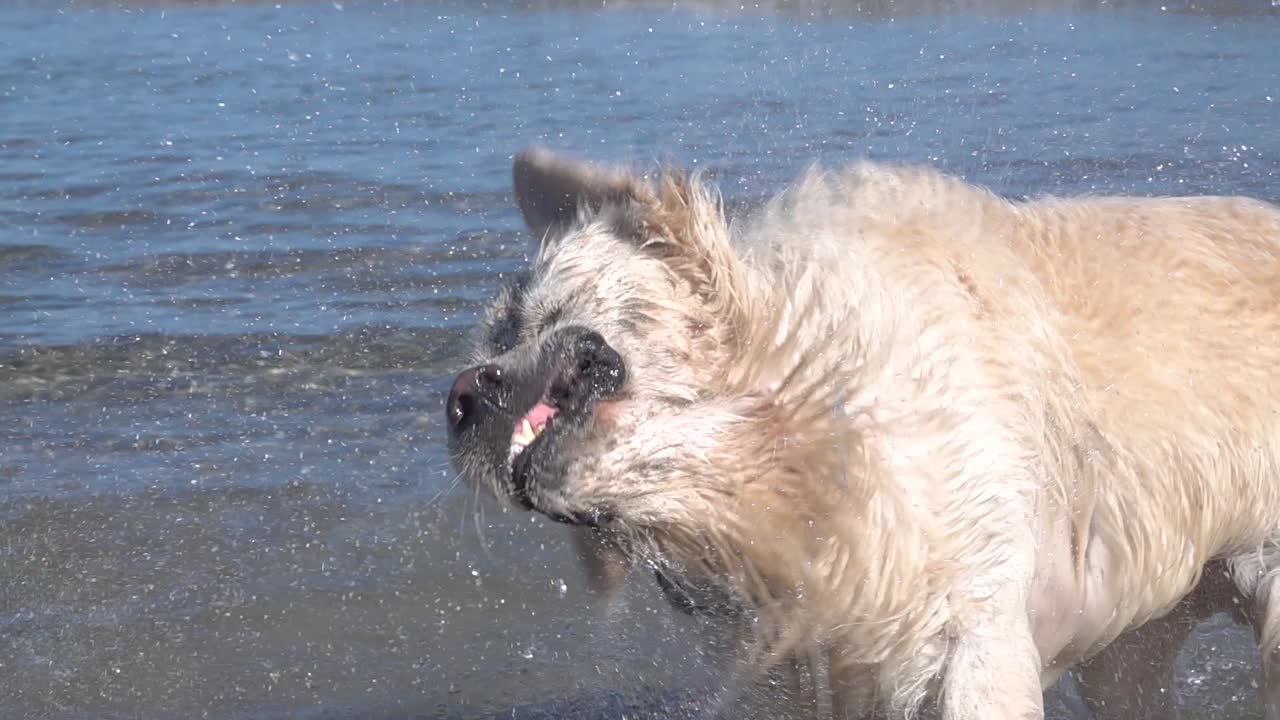 cámara lenta de un perro perdiguero temblando en la orilla del mar