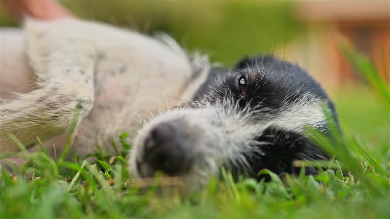 A close-up shot of a relaxed dog lying on the grass while a human hand gently pets its head. slow motion , 8k