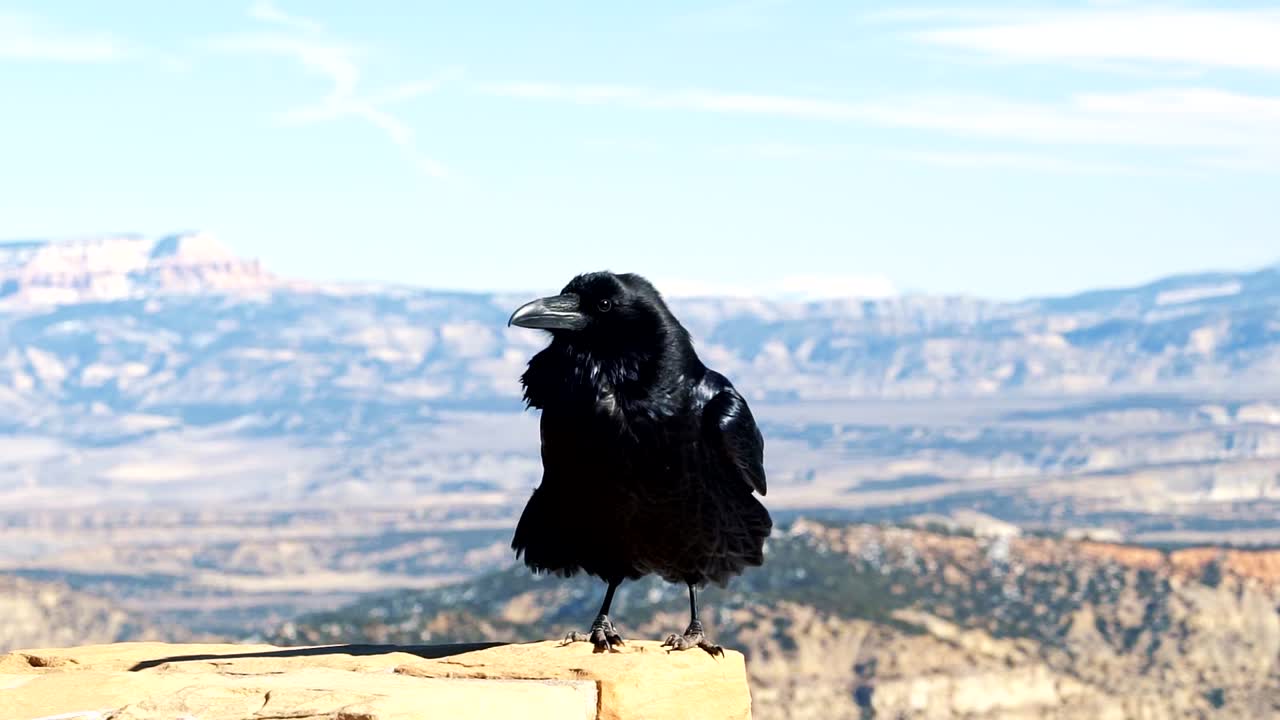 un cuervo negro rígido o un cuervo parado sobre un pilar de roca en un soleado día de invierno en el parque nacional bryce canyon, utah