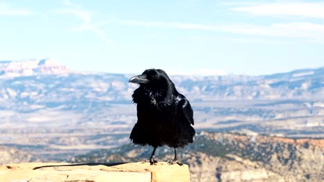 A-stark-black-crow-or-raven-standing-on-a-rock-pillar-on-a-sunny-winter-day-in-Bryce-Canyon-National-Park,-Utah