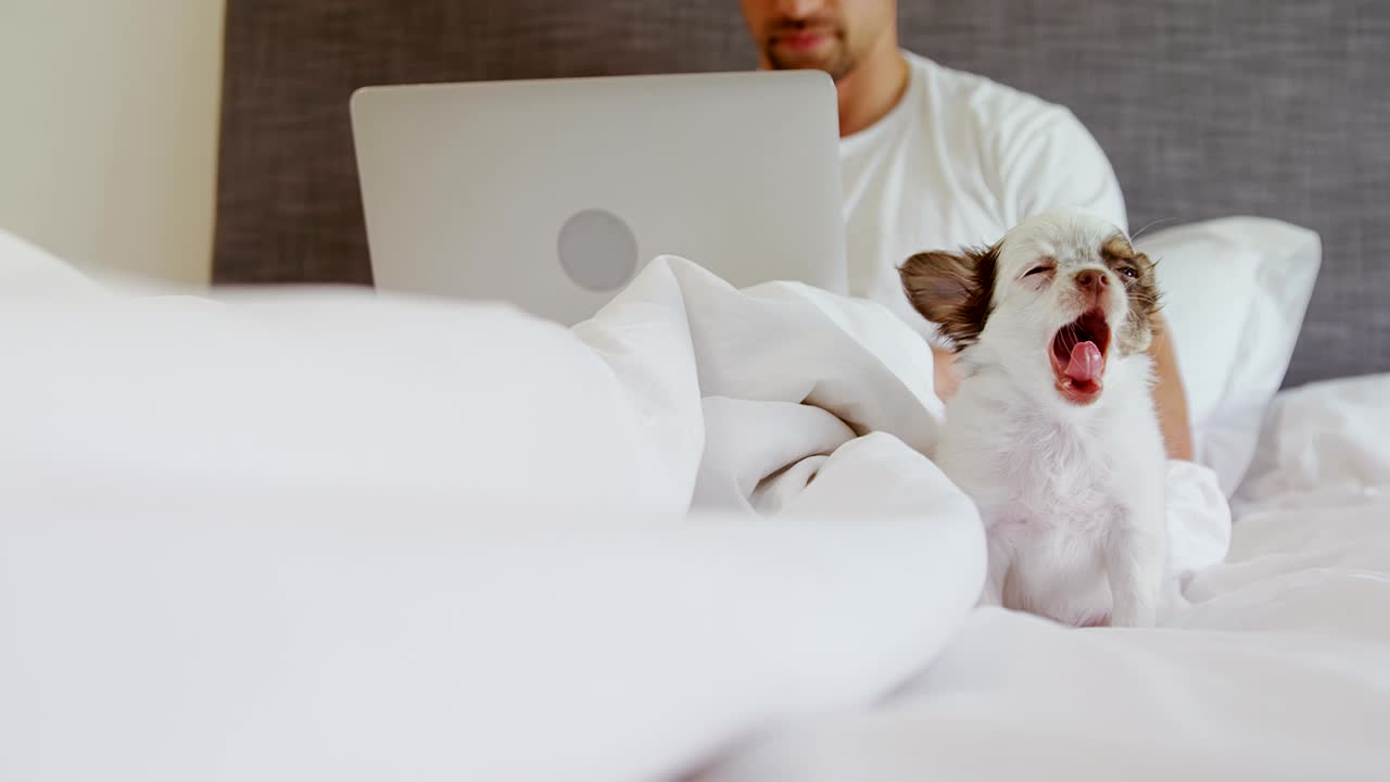 노트북 4k 4k를 사용하여 애완동물과 함께 침대에 앉아있는 젊은 남자