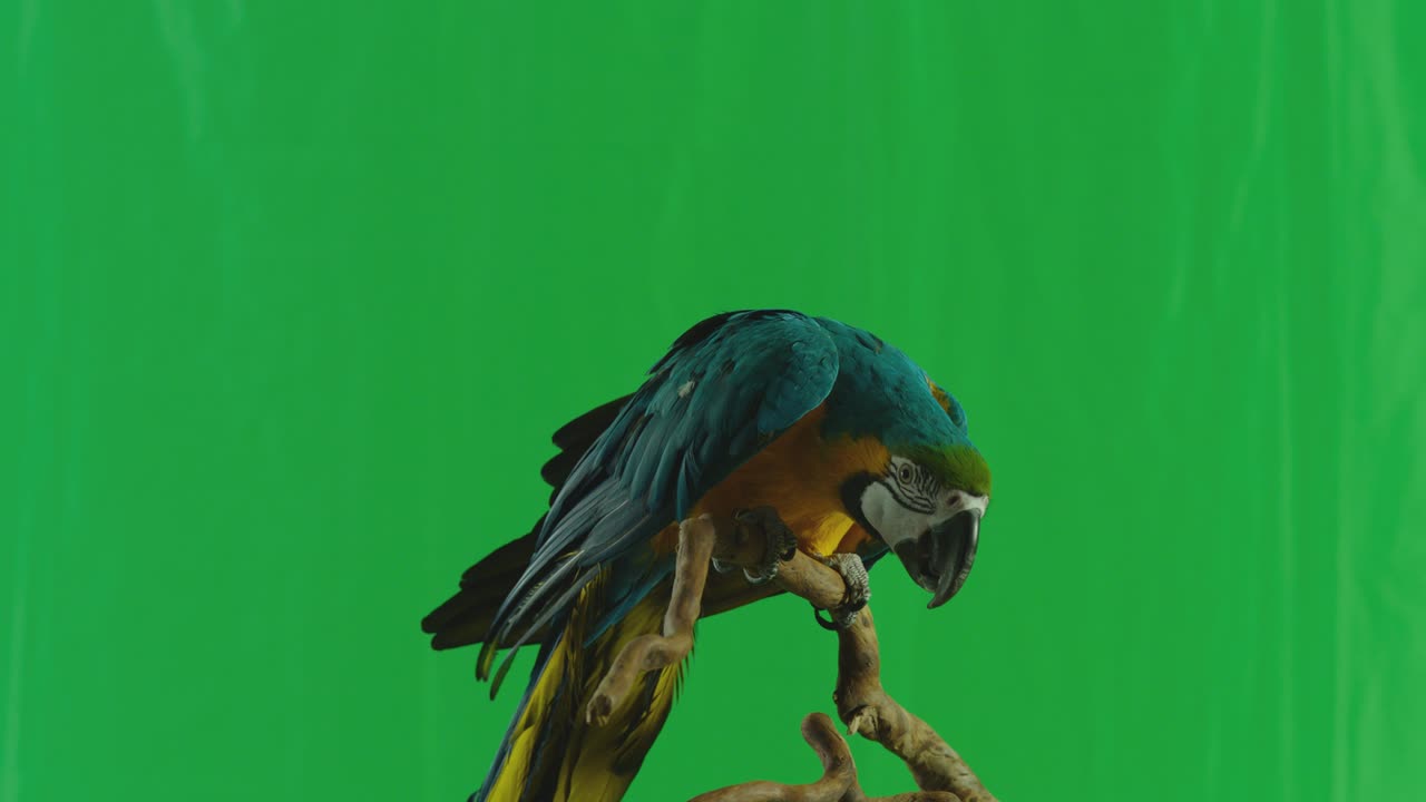 papagaio macaw azul y amarillo ( ara ararauna ) sentado o de pie en una rama en el fondo de la pantalla verde. filmado en la cámara de cine arri alexa en cámara lenta.