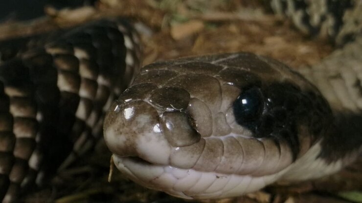 False water cobra close up tongue flick in slow motion