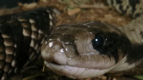 cobra de agua falsa primer plano lengüetazo en cámara lenta