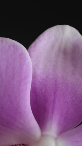 primer plano vertical de la flor púrpura y amarilla