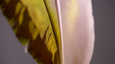 close-up of a feather
