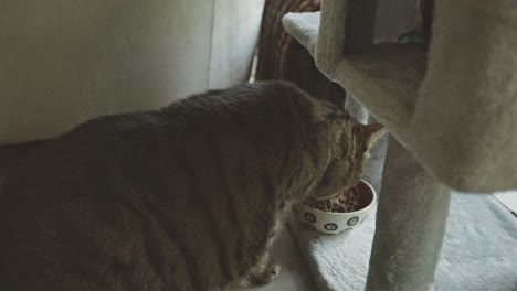 fluffy tabby cat eating cat food from a bowl - close up