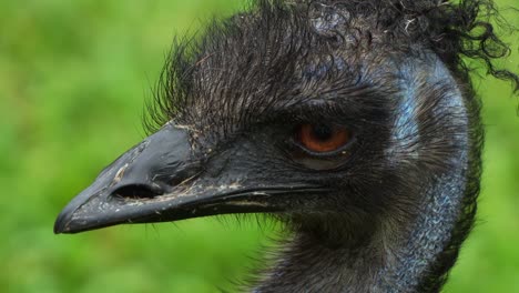 extreme close up portrait shot of an australian flightless bird species, an emu, dromaius novaehollandiae spotted on the grassland, curiously wondering around the surrounding