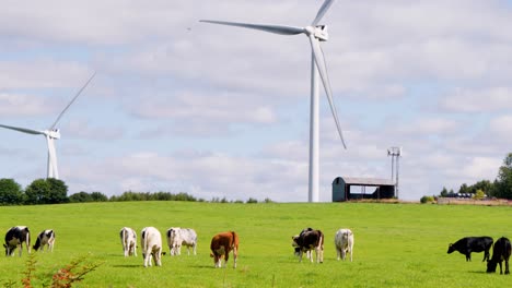 Dairy cattle graze on lush green grass beneath rotating wind turbines in rural Edinburgh, Scotland, under bright daylight with a wide, steady camera view