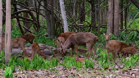 Der-Eldhirsch-Ist-Aufgrund-Von-Lebensraumverlust-Und-Jagd-Eine-Vom-Aussterben-Bedrohte-Art