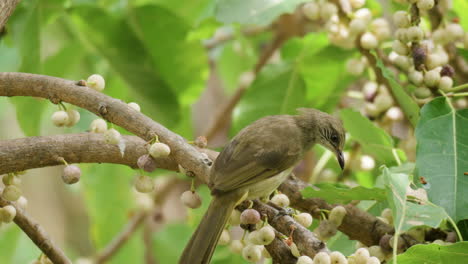 Streifenohriger-Bulbul,-Der-Früchte-Frisst-Und-Auf-Dem-Ficus-Superba-Baum-Thront-–-Nahaufnahme