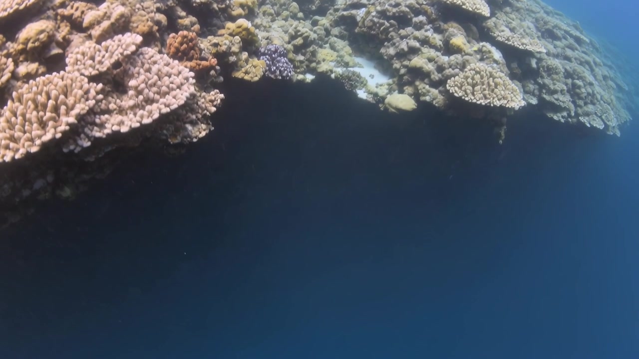 Tilting camera from reef crest, revealing deep water and dropoff with plate and branching corals