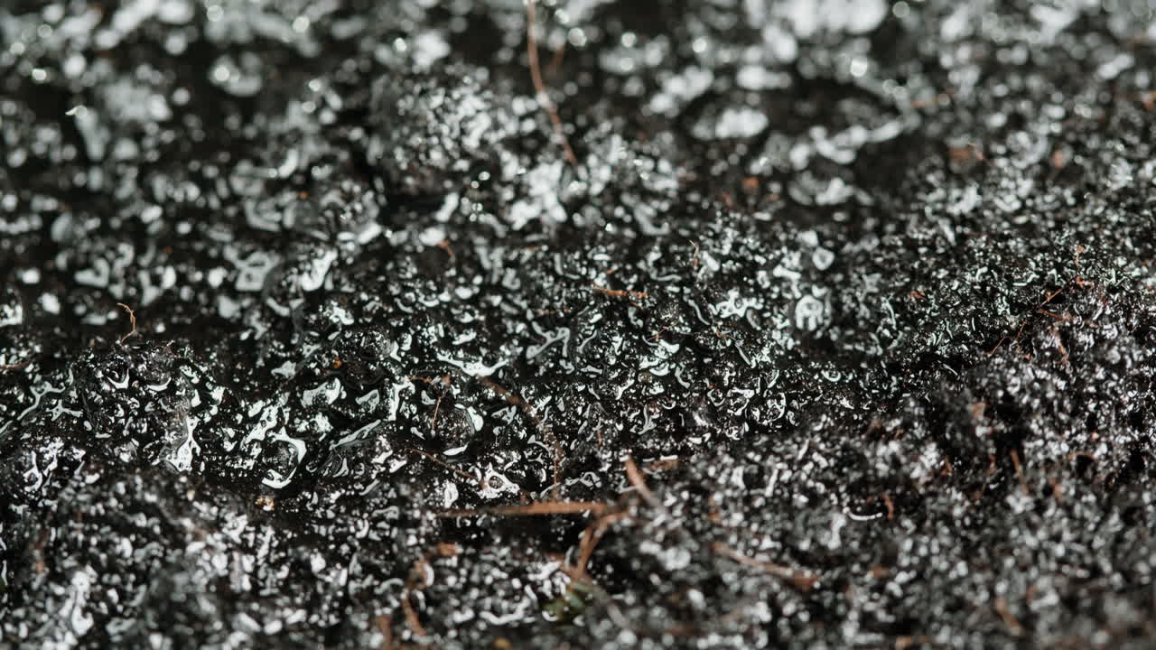 Wet Soil Closeup