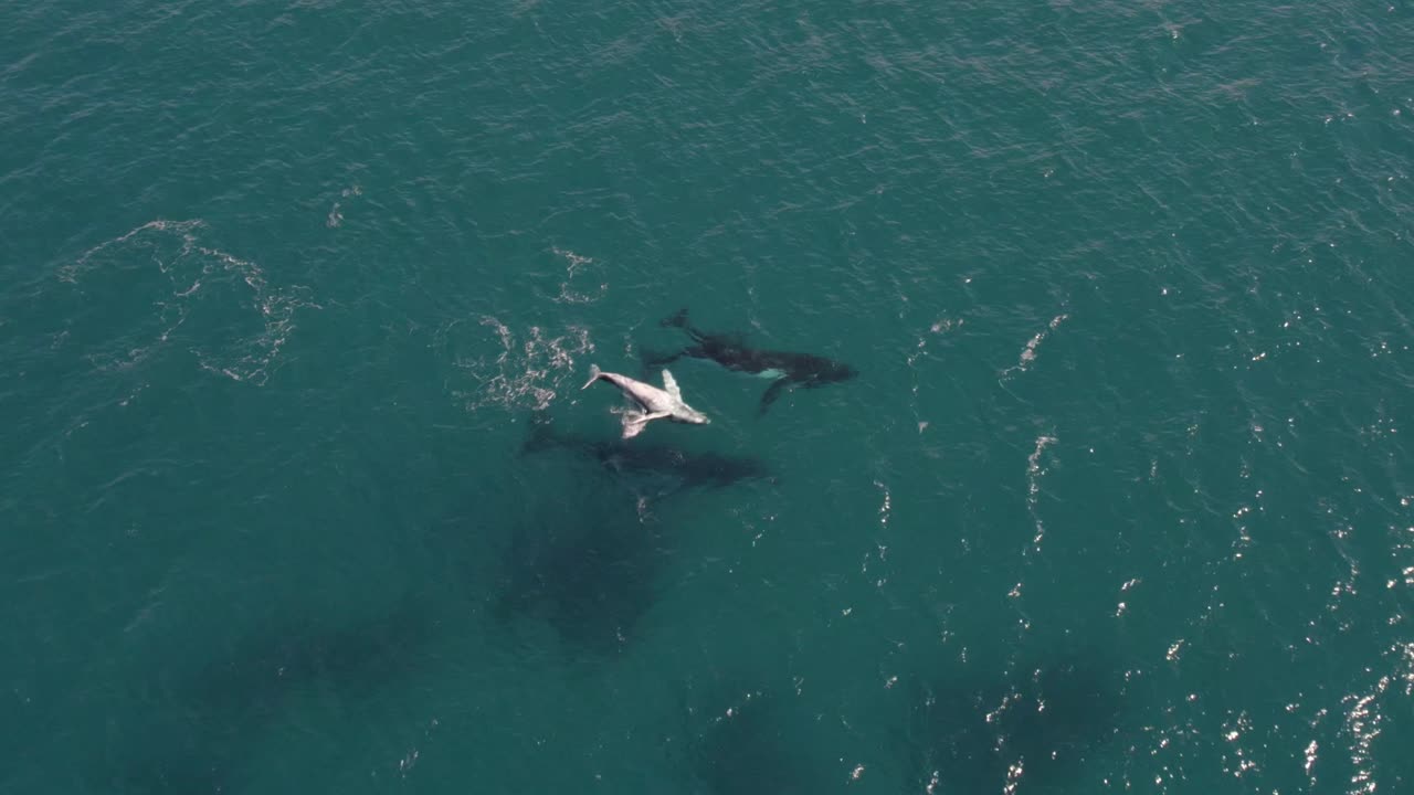Aerial of two mother humpback whales and their babies, one swimming upside down
