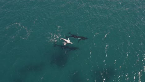 antena de dos madres ballenas jorobadas y sus crías, una nadando boca abajo