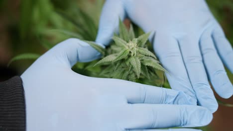 la floración del cannabis, el cultivo orgánico de cannabis para uso médico en el campo de la marihuana.