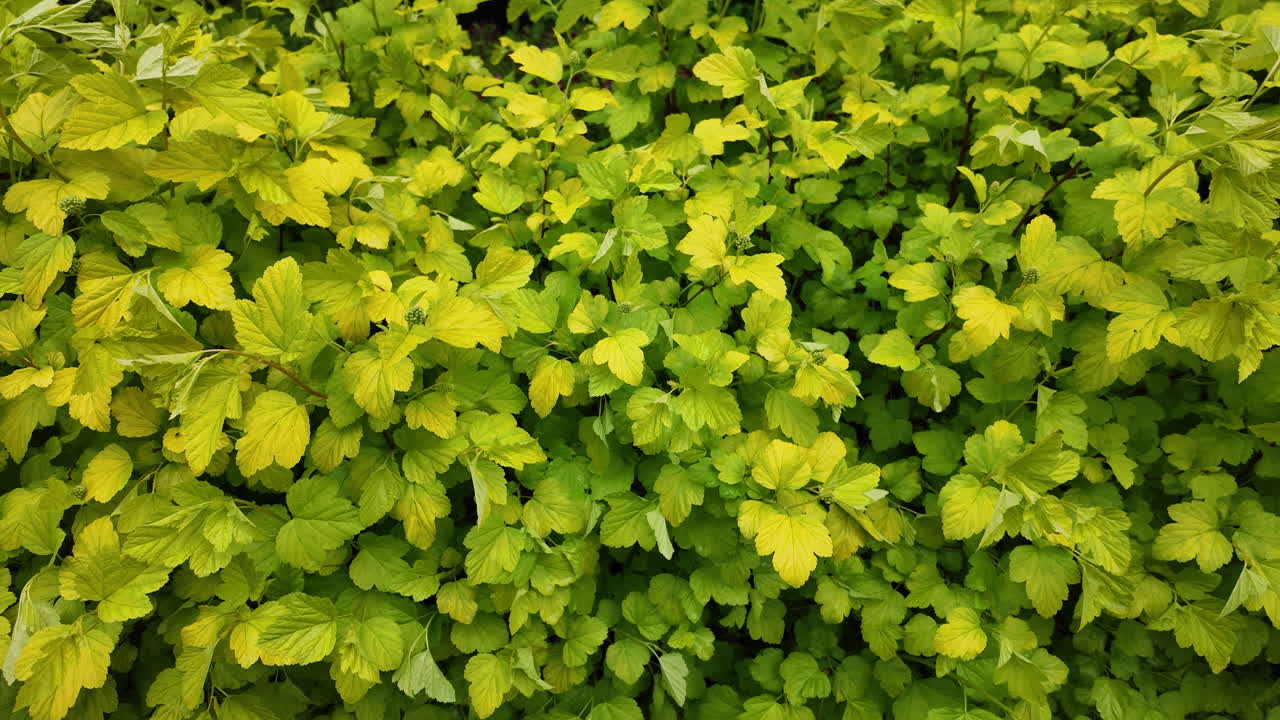 textura de la hoja de primavera vista lateral
