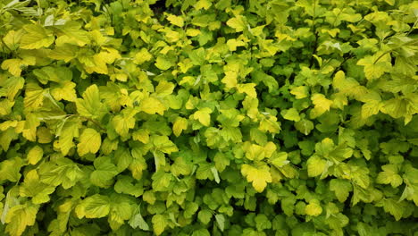 Spring-leaf-texture-side-view